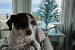 fergus